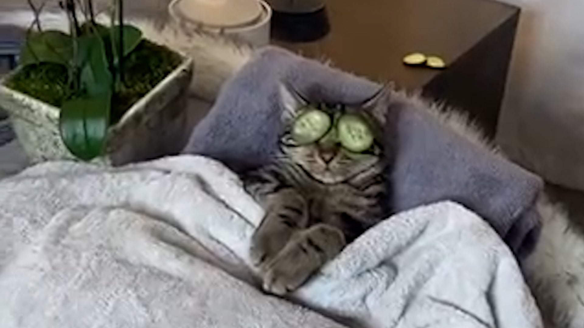 кота стаскивают с кровати с визгом